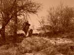 Spring 2009 002