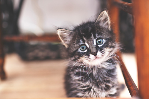 Kitten
