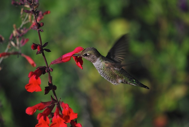 hummingbird