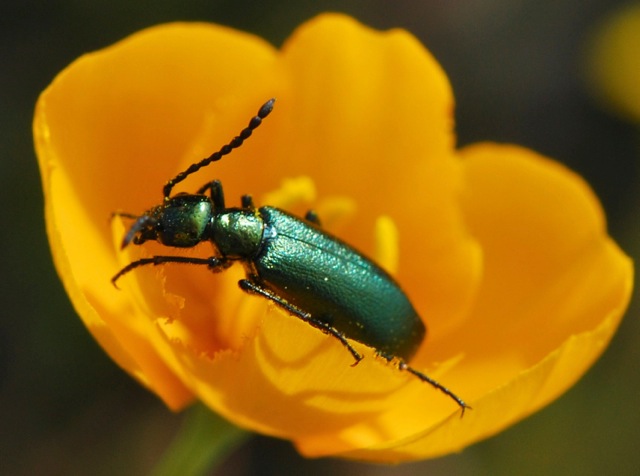 green metallic beetle