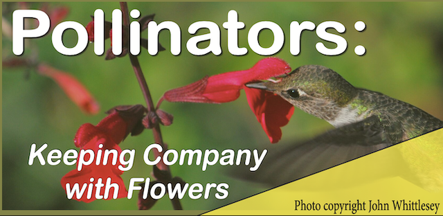 pollinators