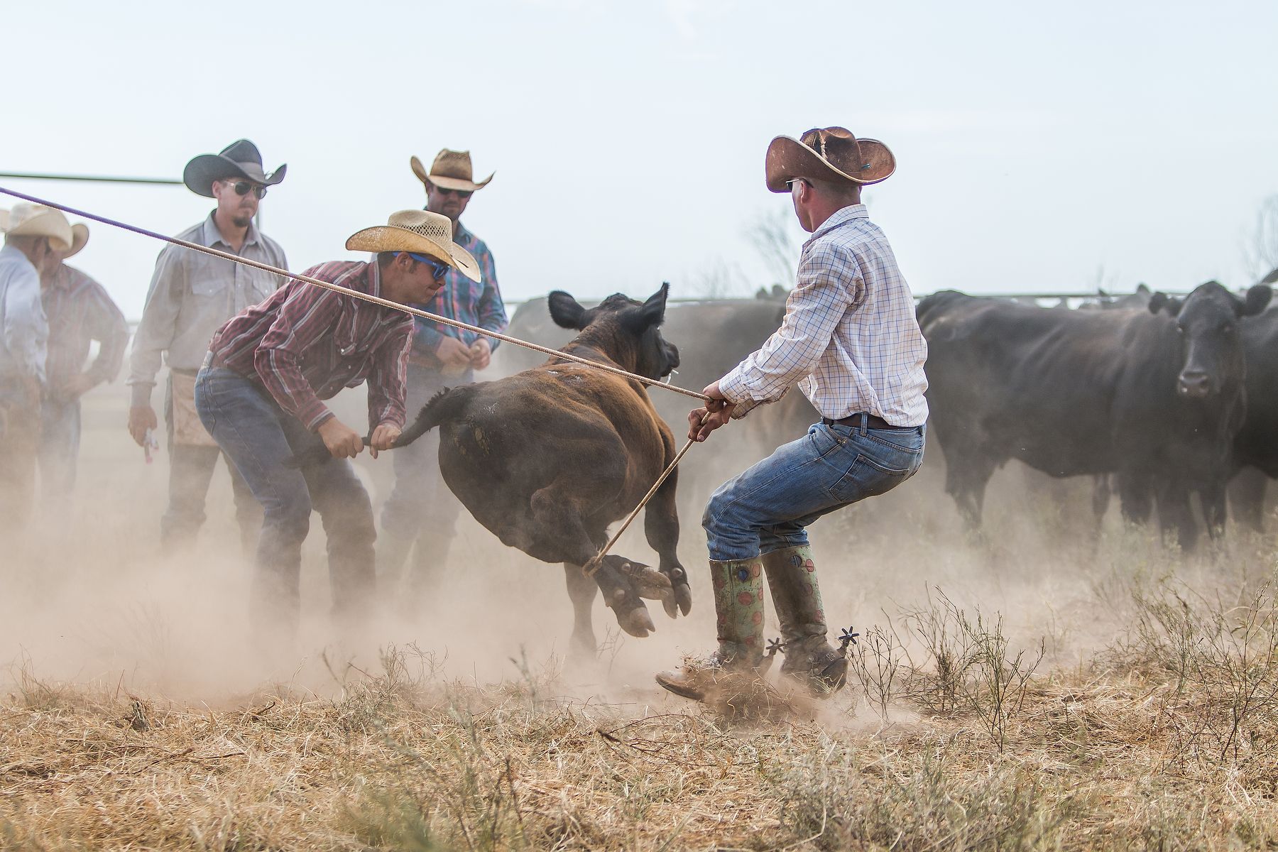Working Cowboy
