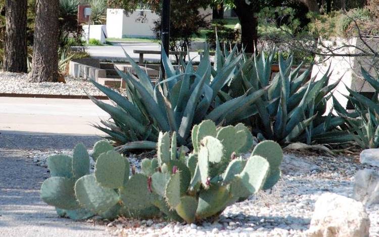 Cactus
